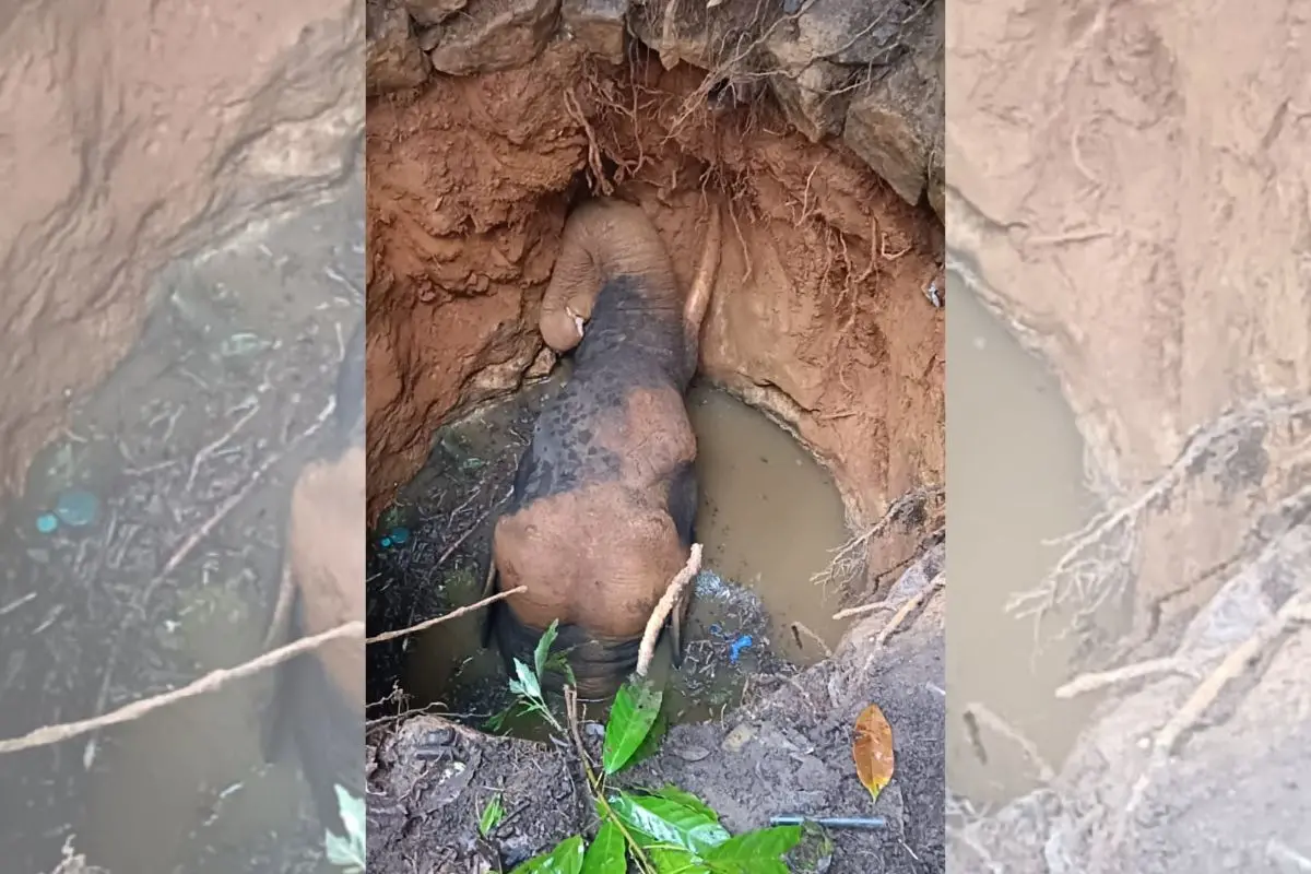 The elephant stuck in the pit (Photo: MBI)