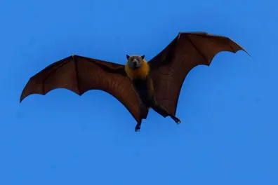 Two new bat species discovered in India; bat diversity now at 138 species