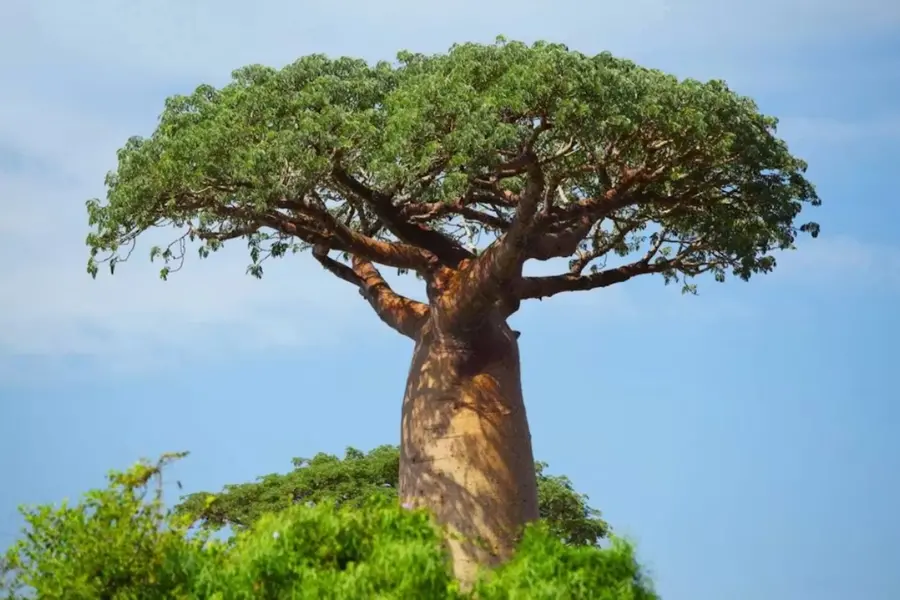 baobab-tree
