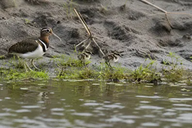 Rare bird spotted with chicks in Corbett, signalling healthy ecosystem