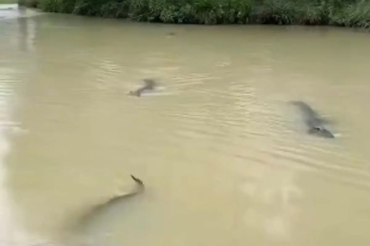 Snakes swim through floodwaters in China's Guangxi after heavy rains submerged breeding farms, triggering a massive rescue and capture operation.