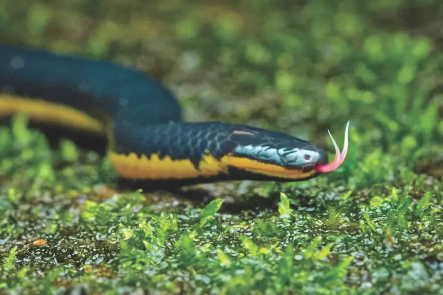 Snakes.jpg