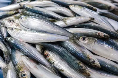 El Niño is back, and India's sardine catch could take a major hit