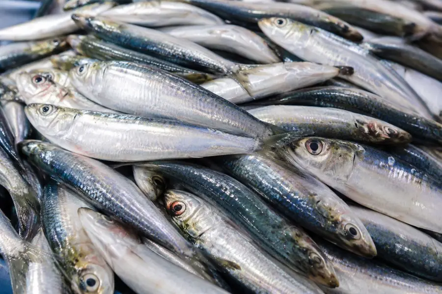 Sardine.jpg