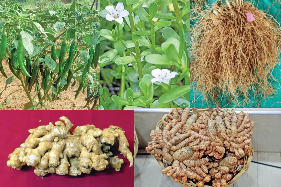 മികച്ച വിളവും ലാഭവും; കേരളത്തിന്റെ കാലാവസ്ഥയ്ക്ക് യോജ്യമായ 5 വിളവിനങ്ങൾ പുറത്തിറക്കി കാർഷികസർവകലാശാല