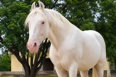 India's iconic white Nukra horse nears historic official breed recognition