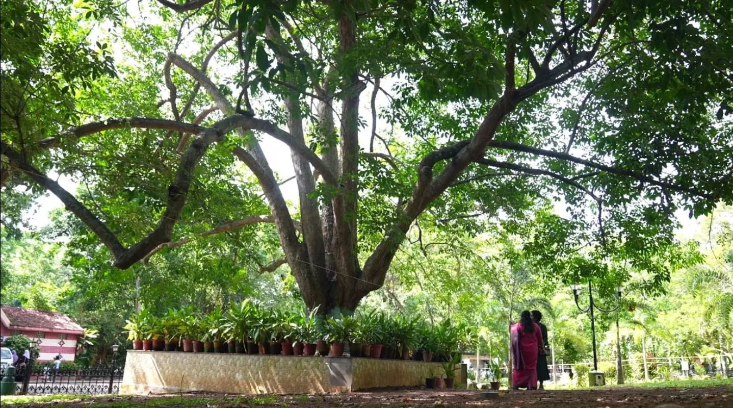 മ്യൂസിയത്തിലെ റബ്ബർ മുത്തശ്ശി