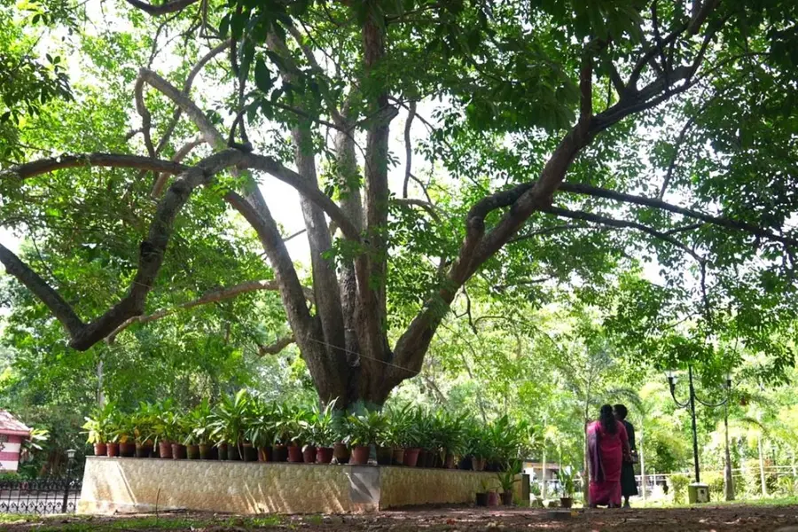 സിലോണിൽനിന്ന് തിരുവിതാംകൂറിലേക്ക്, പ്രായം 150; മ്യൂസിയത്തിലെ റബ്ബർ മുത്തശ്ശിക്കിത് ചികിത്സാക്കാലം