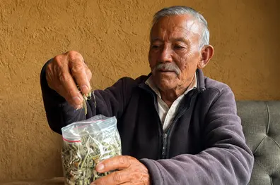 Spiti's prized sea buckthorn gets GI recognition: Here's why it matters