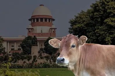 Supreme Court stays Madras High Court’s blanket ban on cow slaughter in public spaces