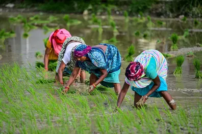 Rice worth ₹1,160 cr diverted in MP ethanol scam? FCI rejects reports, says probe over ₹5.63 lakh
