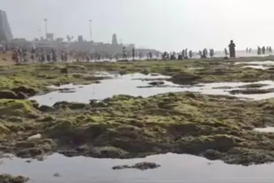 Sea recedes 80 feet at Tiruchendur Murugan Temple, algae-covered rocks emerge