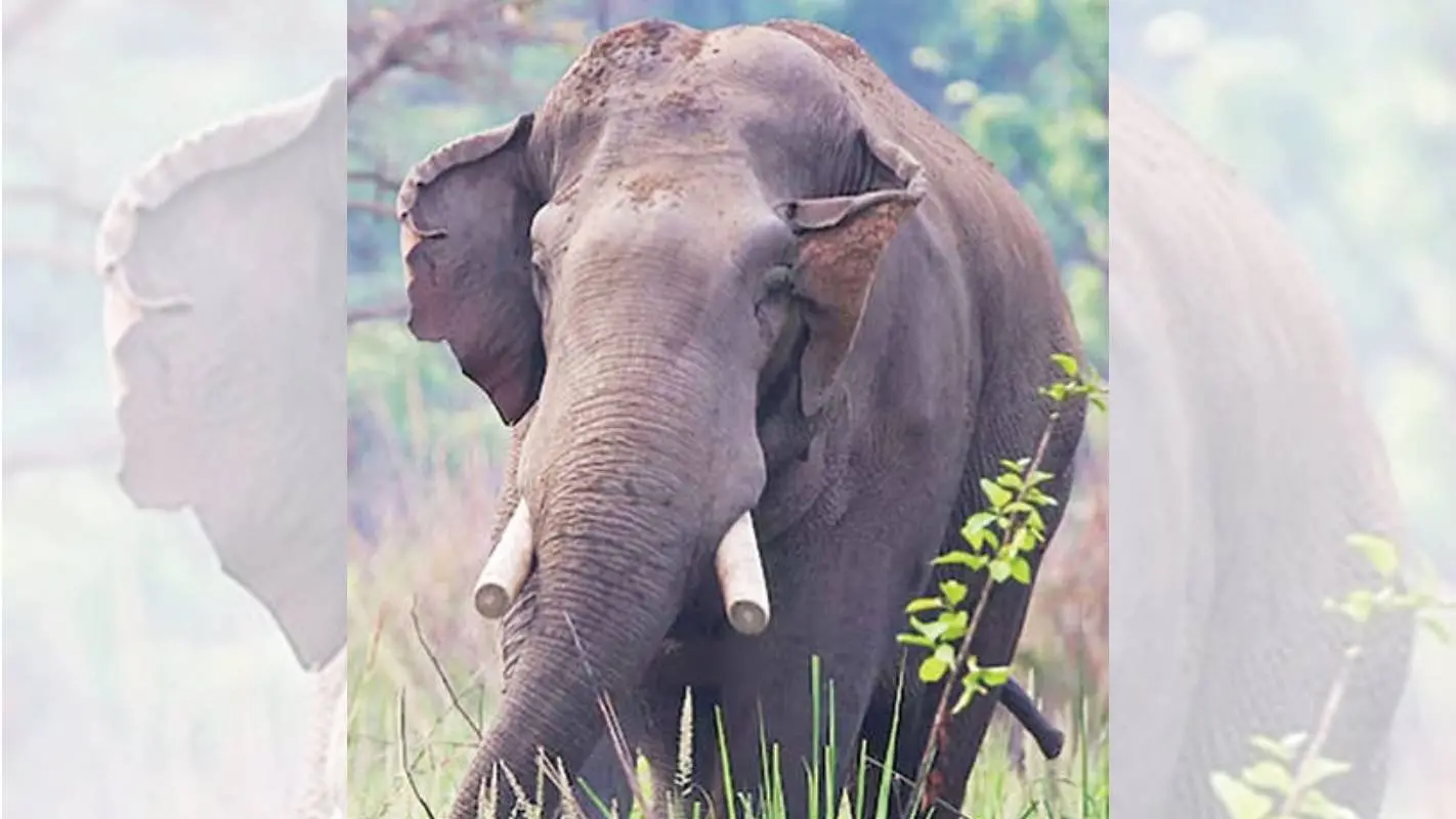 ധുർബെ