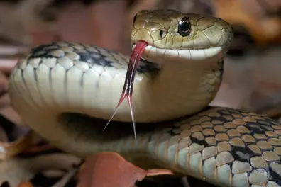 Kerala researchers develop biosensor to measure snake venom for faster treatment