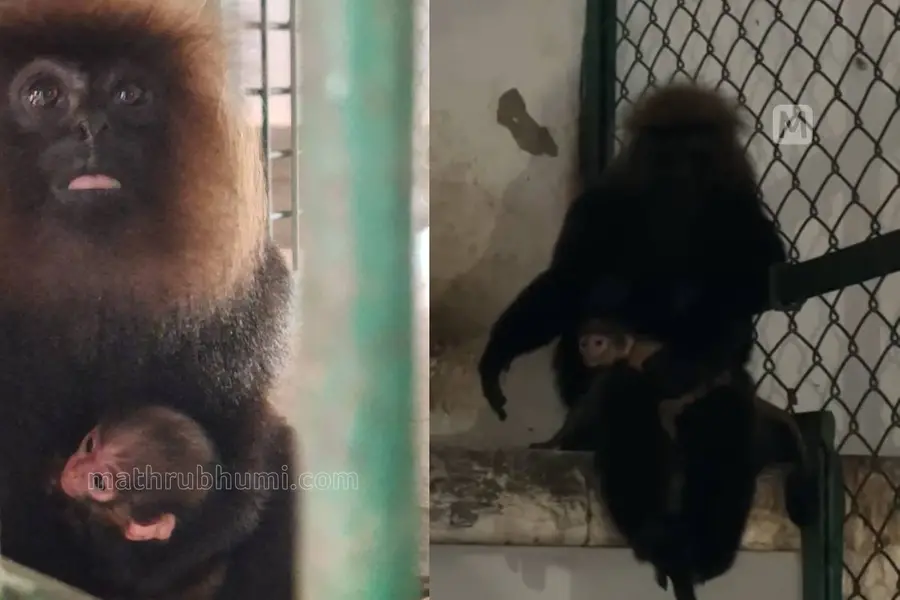 തിരുവനന്തപുരം മൃഗശാലയിലെ കരിങ്കുരങ്ങിന് കുഞ്ഞ് ജനിച്ചു