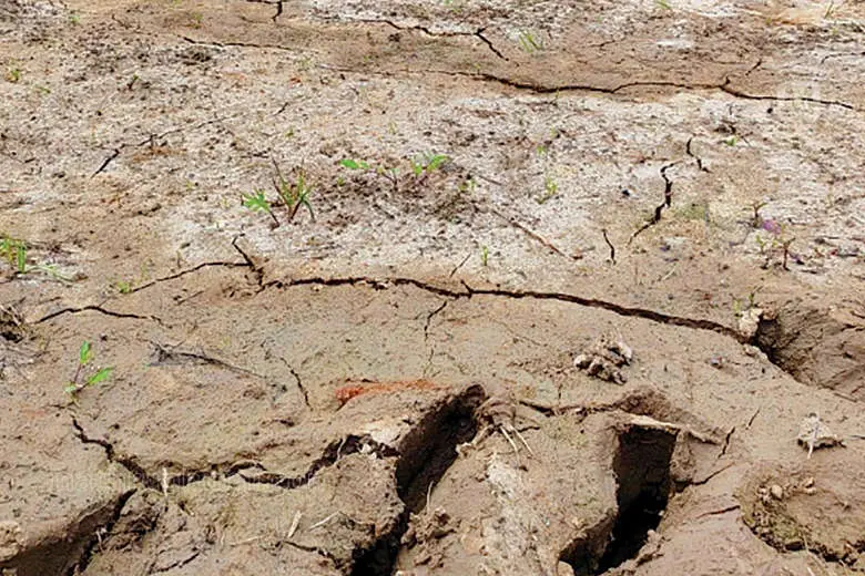 കർക്കടകം പിറന്നിട്ടും മഴയില്ല; വിത്തിറക്കും മുൻപേ വിണ്ടുകീറി പാടങ്ങൾ, പ്രതിസന്ധിയിൽ കർഷകർ