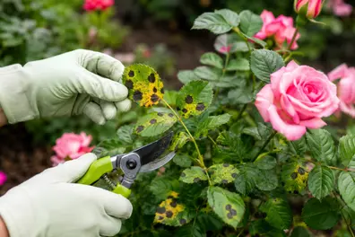 How to protect your roses from black spot disease: Easy prevention and treatment tips