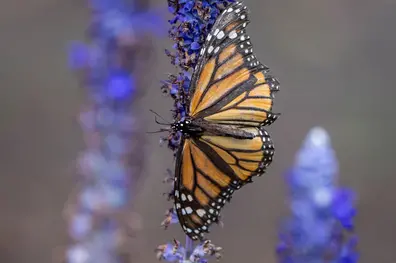 US scraps automatic protections for threatened species as critics warn of extinction risk