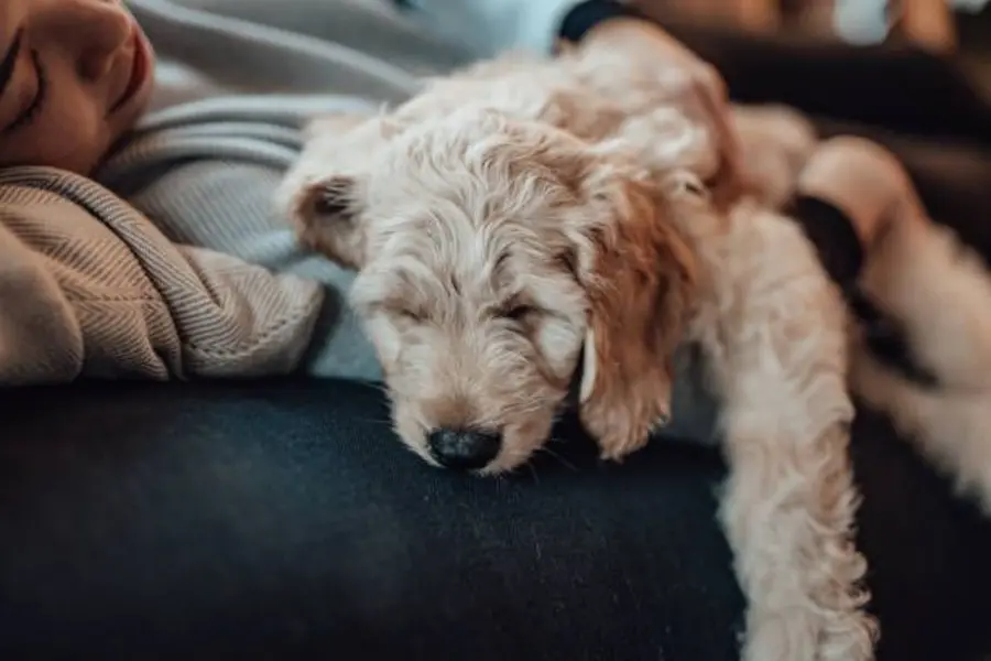 Is sleeping with your pet really bad for you?