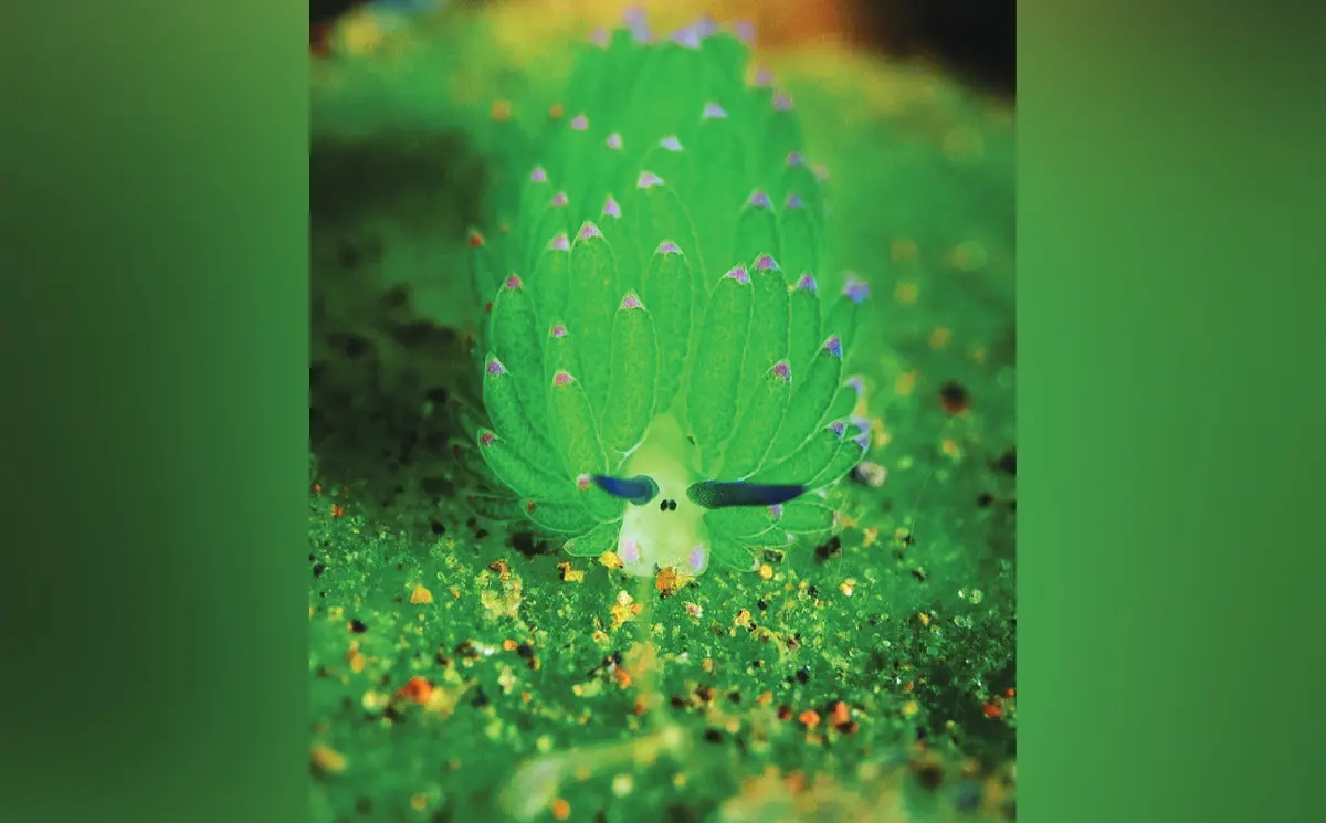 സീ ഷീപ് (Sea Sheep)