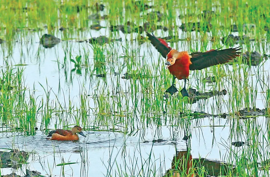 Lesser whistling ducks at Kadamakkudy. | Photo: Ridin Damu