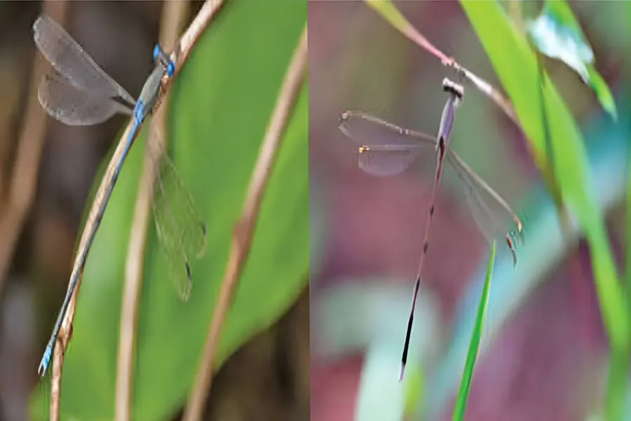 മഴക്കാലത്ത് നീല, വേനലിൽ തവിട്ടുനിറം; ശാസ്ത്രലോകം തെറ്റിദ്ധരിച്ച ‘നീലത്തവിടൻ’ കേരളത്തിലുണ്ട്
