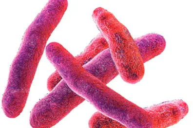 Shigella returns to Kerala as student tests positive; health officials monitor situation