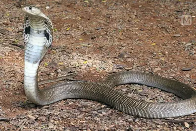 Kerala targets zero snakebite deaths by 2030 with statewide action plan