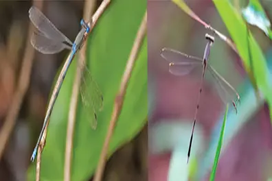 Kerala scientists discover new colour-changing damselfly species