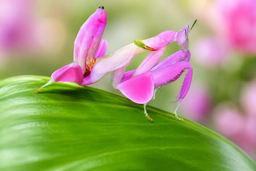 orchid