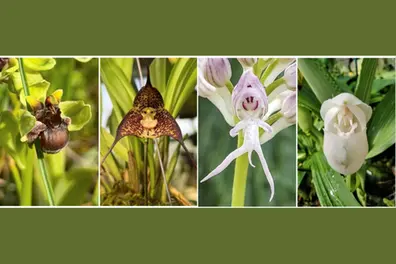 These orchids look like monkeys, bees and tiny humans