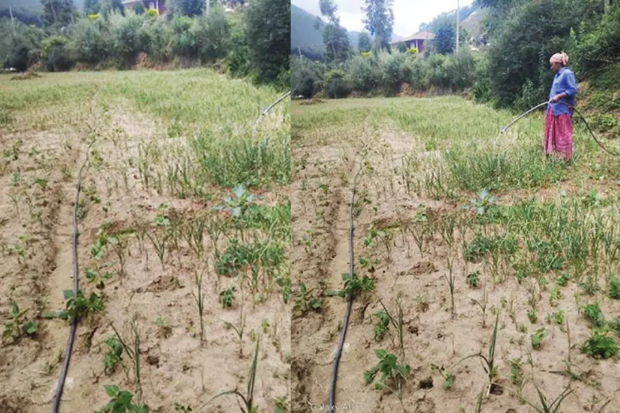 കനിയാതെ മഴ, വറ്റിവരണ്ട് വട്ടവട; ശീതകാല പച്ചക്കറികൃഷി പ്രതിസന്ധിയിൽ