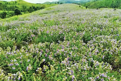 Neelakurinji bloom blankets Nilgiri hills in purple, draws visitors to Gudalur