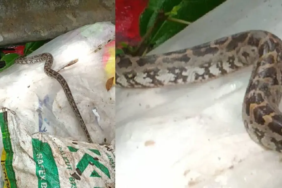 പ്ലാസ്റ്റിക് ശേഖരത്തിൽ ചാക്കിൽകെട്ടിയ പെരുമ്പാമ്പ്; ഹരിതകർമസേന തരംതിരിക്കുന്നതിനിടെ പുറത്തുചാടി