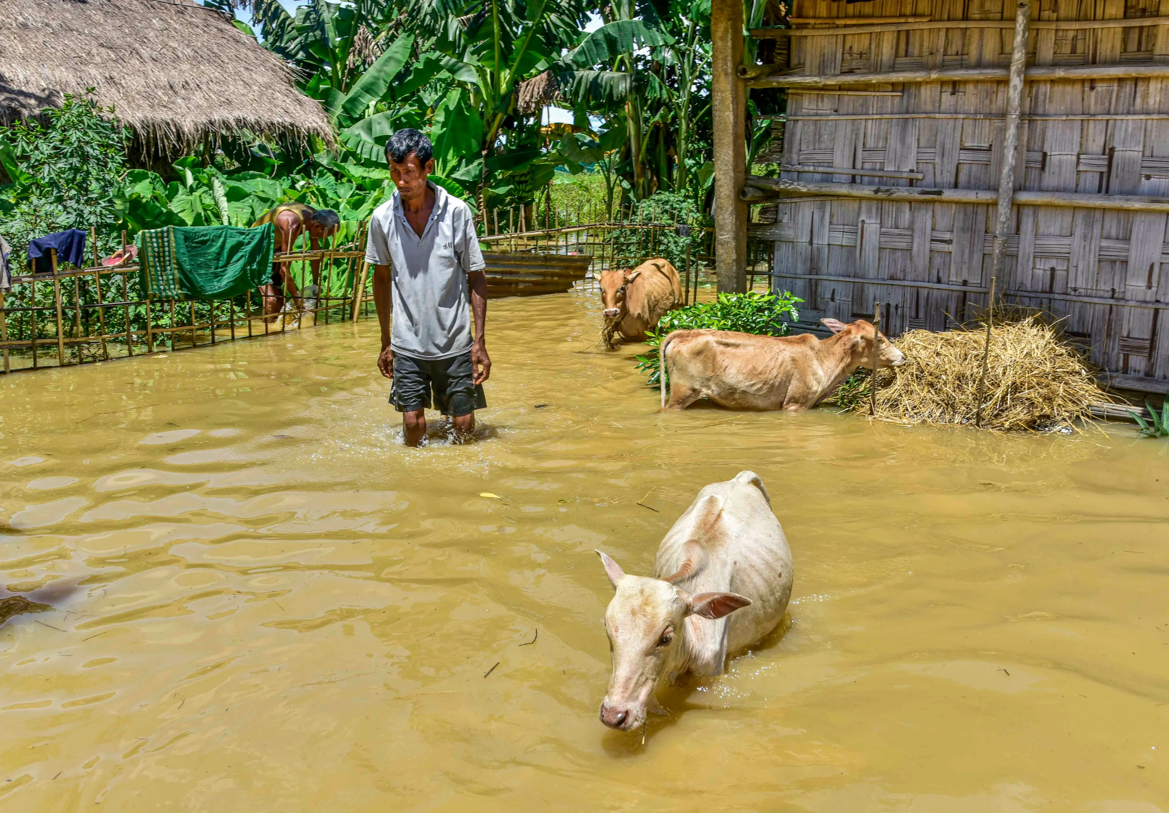 A man wades through knee-deep flood-affected area in Golaghat, Assam | PTI