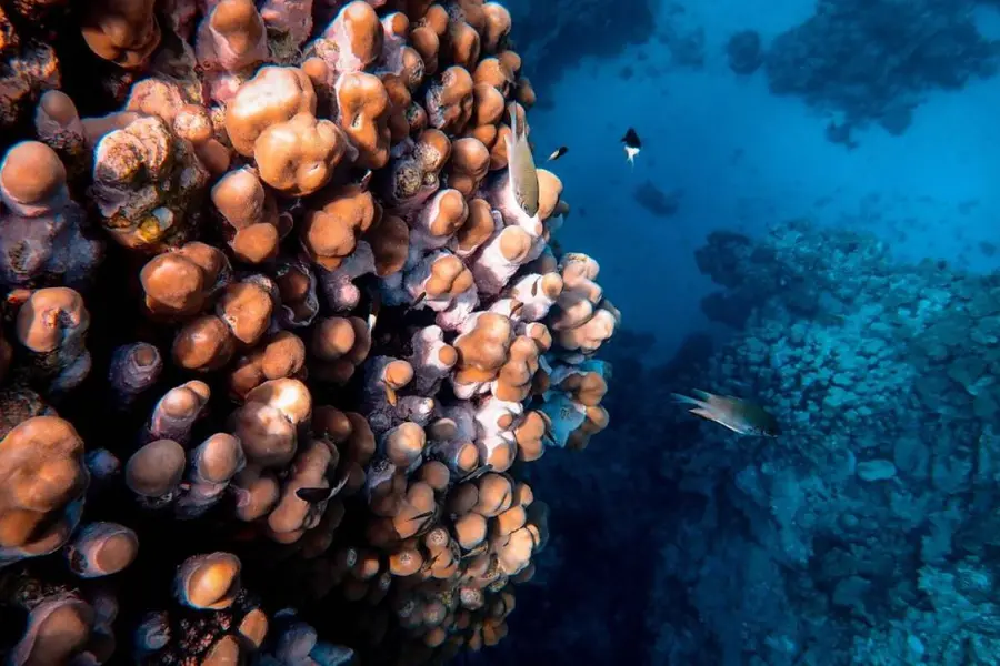 deep sea