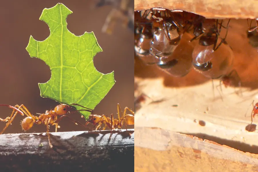 ant story