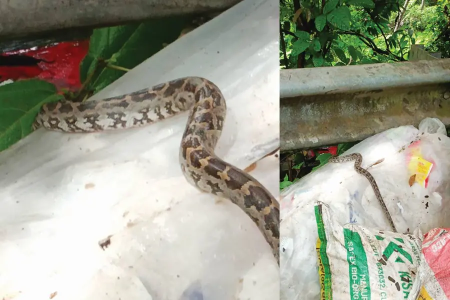 snake_harita_karma_sena