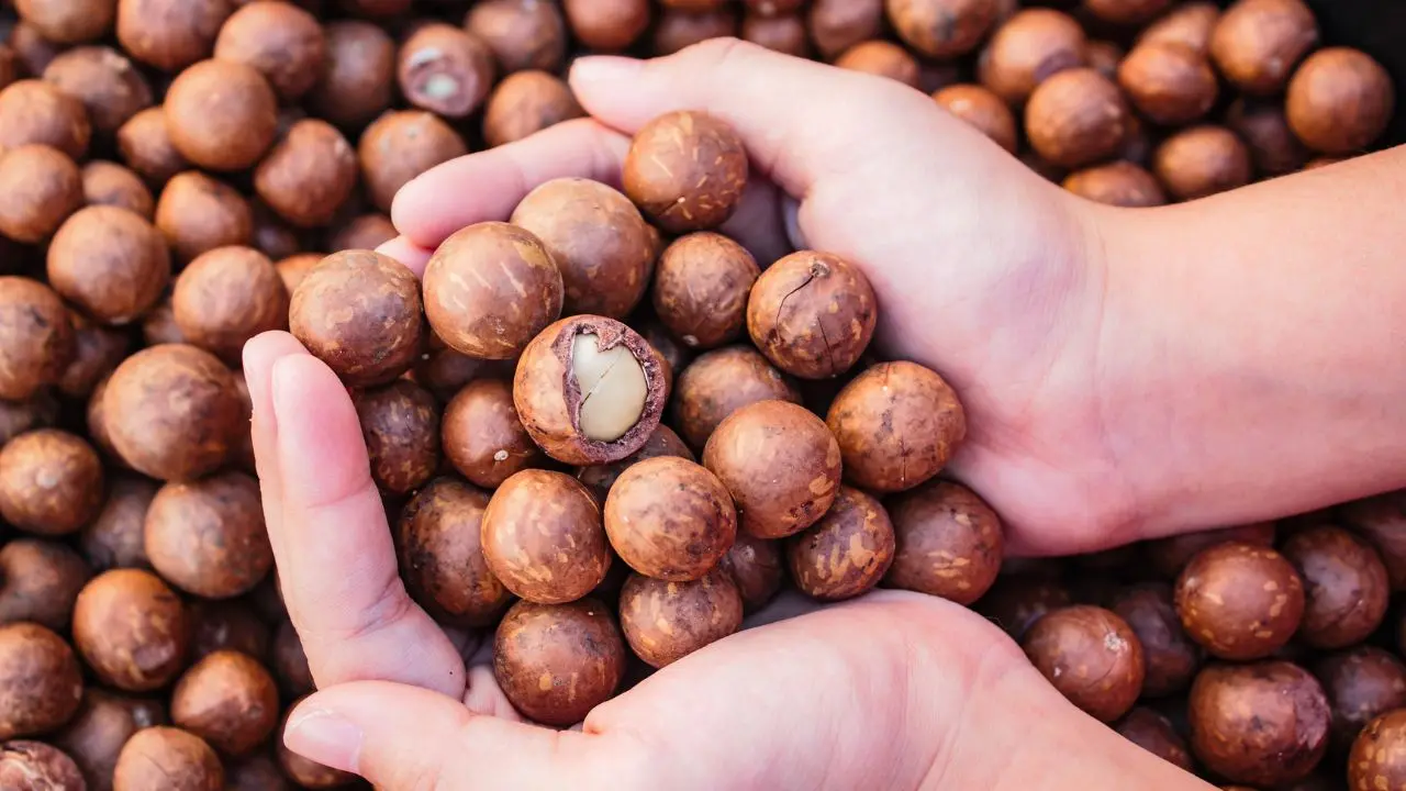 macadamia-nuts|photo: canva