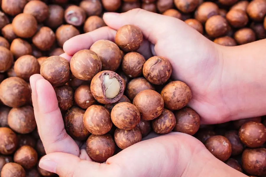 macadamia-nuts