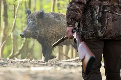 Wild boar menace: Kerala govt allows local bodies to rope in rifle clubs to ease shortage of shooters