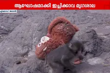 കുഞ്ഞൻ പഞ്ചിന് ഇന്നലെ ഒരു വയസ്: പിറന്നാൾ ആഘോഷിച്ച് മൃഗശാല