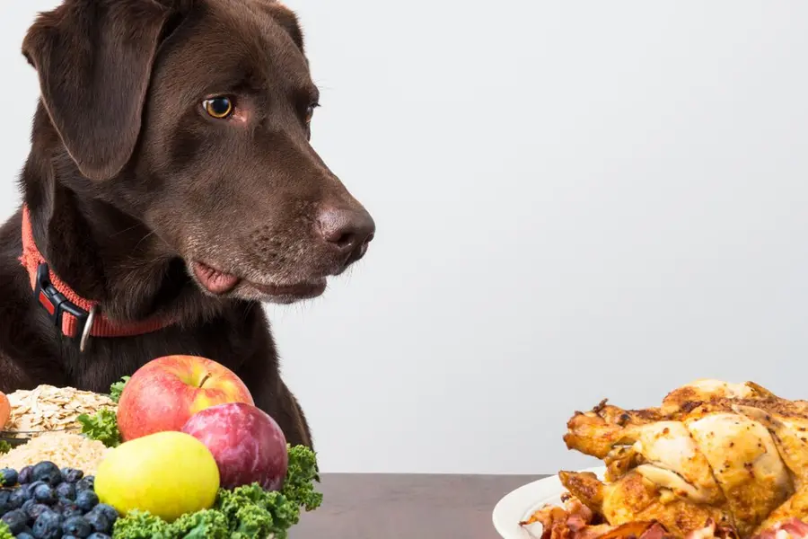 dog food