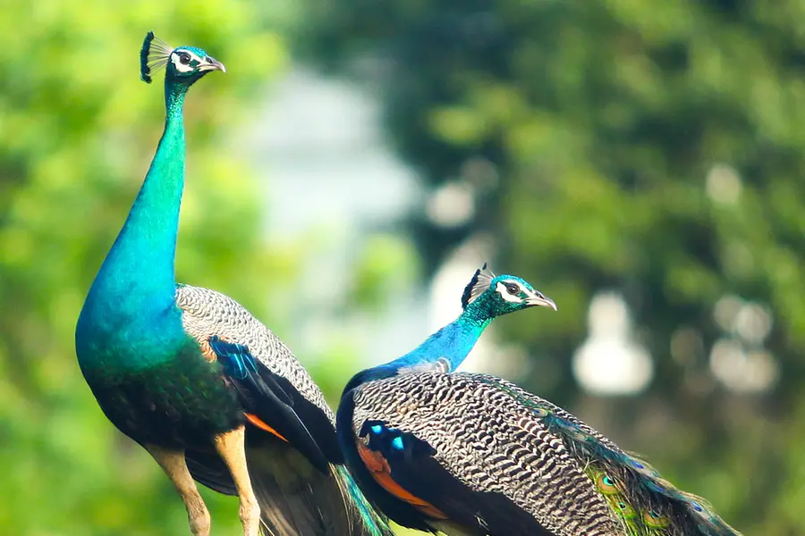 നർത്തനമാടാൻ വിളിക്കാൻ വരട്ടെ; നാട്ടിൽ മയിലുകളുടെ വരവ് റെഡ് സിഗ്നലാണ്