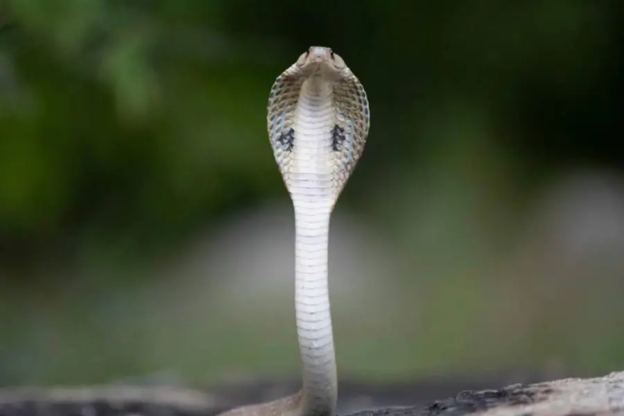 snake