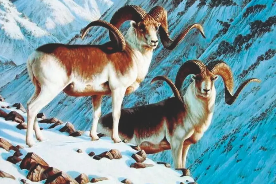 marcopolo sheep