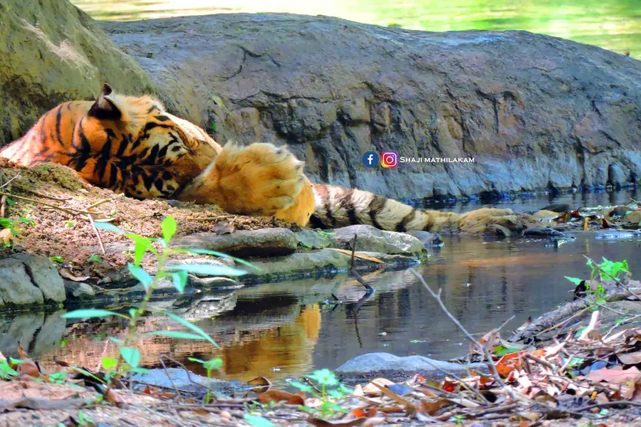 തൊട്ടുമുന്നിൽ അതാ ആ ശാന്തഗംഭീരൻ! പറമ്പിക്കുളത്ത് കടുവയെ കാമറയിലാക്കിയ അനുഭവം