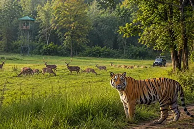 International Tiger Day 2026: Bandhavgarh focuses on human-tiger conflict management