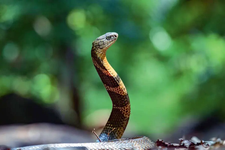 Snake Bite Survival