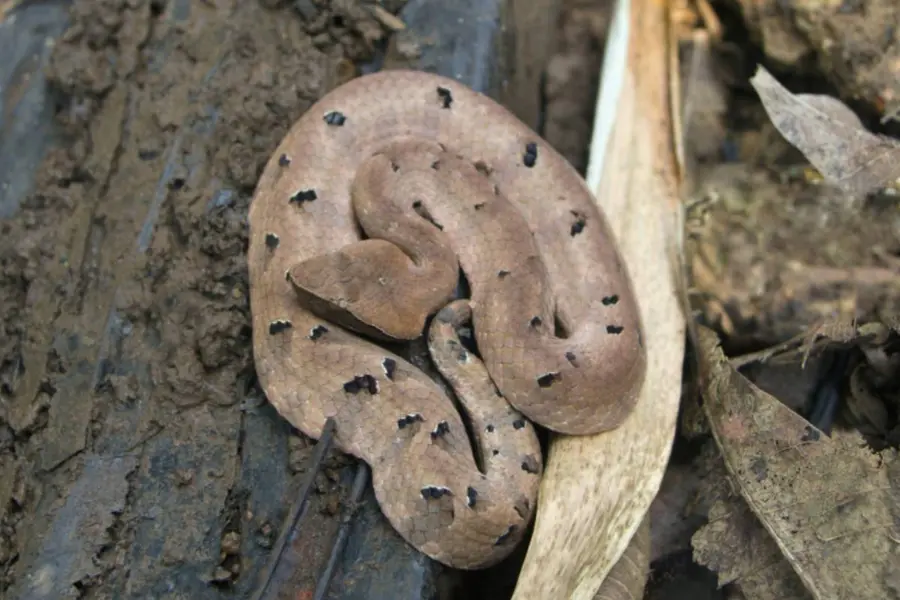snake